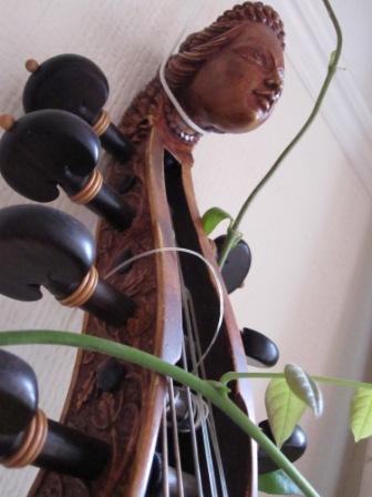 Head of the viol